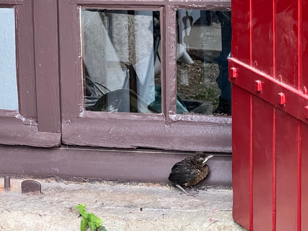 Les locaux reprennent leurs quartiers d’été